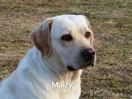 Labrador Retriever Puppies breeder image 4