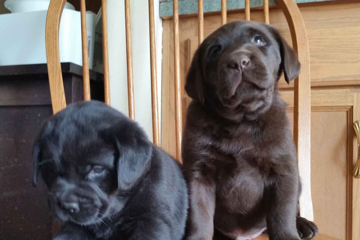 Labrador Retriever Puppies breeder image 6