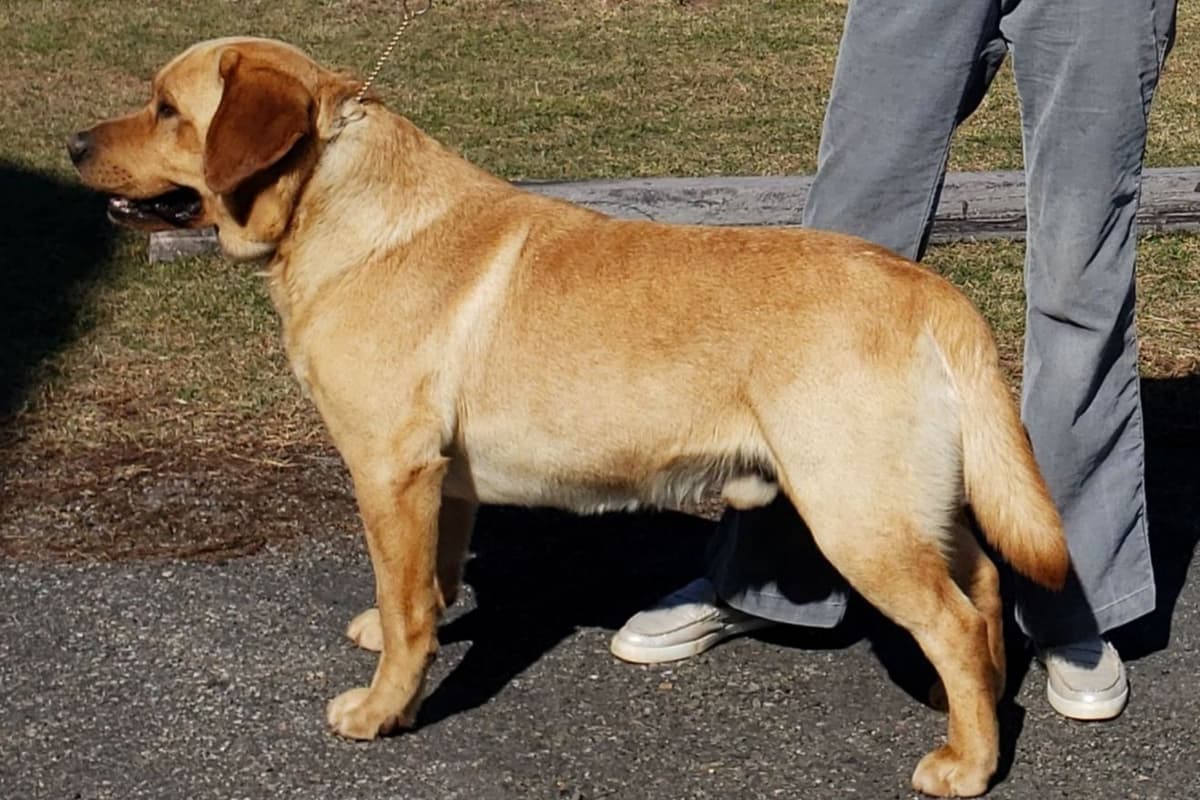 Labrador Retriever Puppies breeder image 9