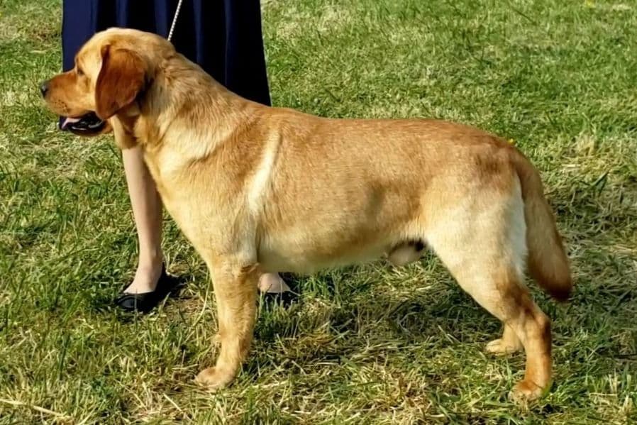 Labrador Retriever Puppies breeder image 10