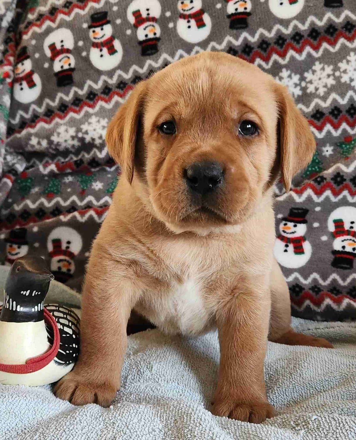 Labrador Retriever Puppies breeder image 12