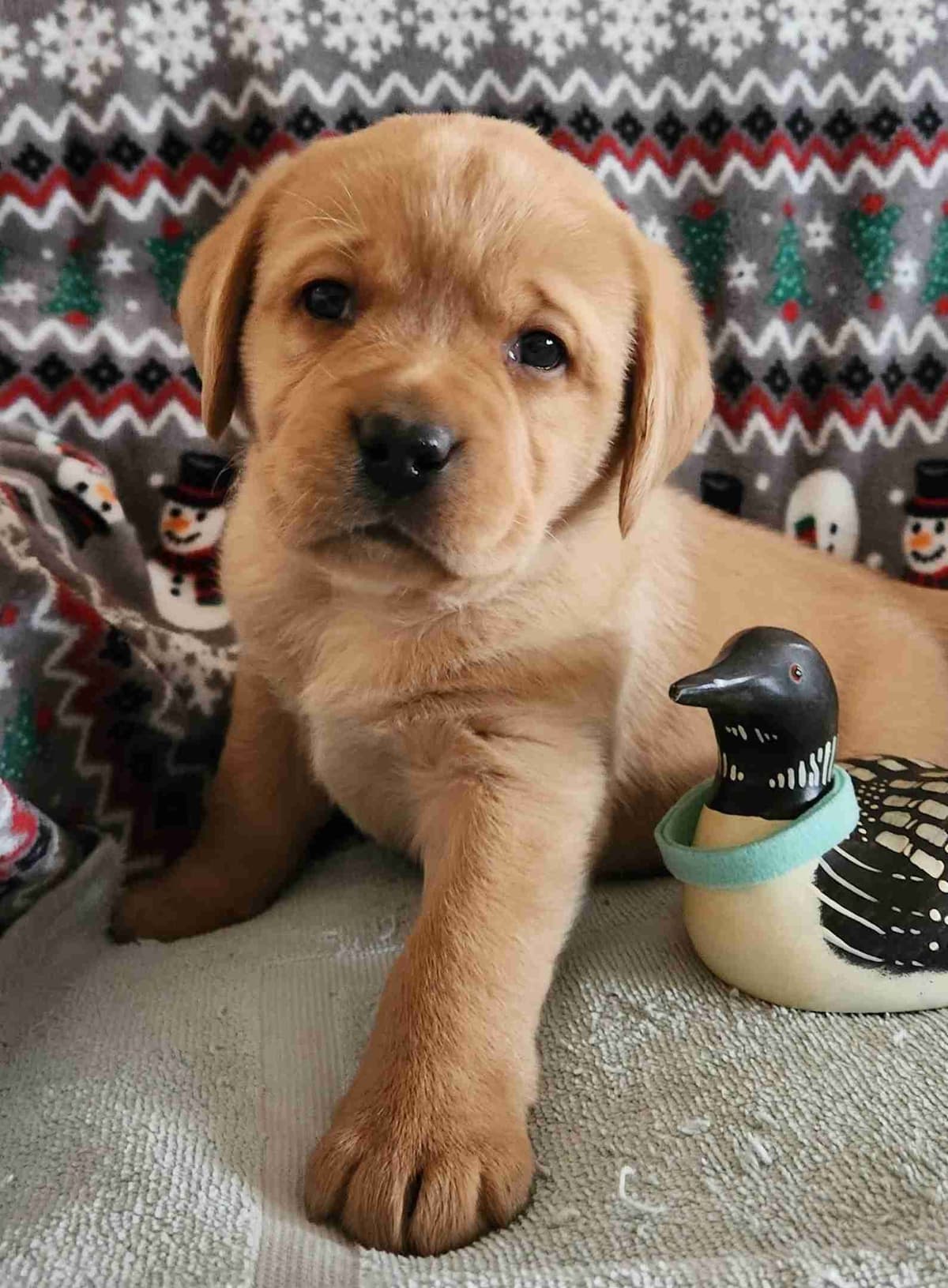 Labrador Retriever Puppies breeder image 11