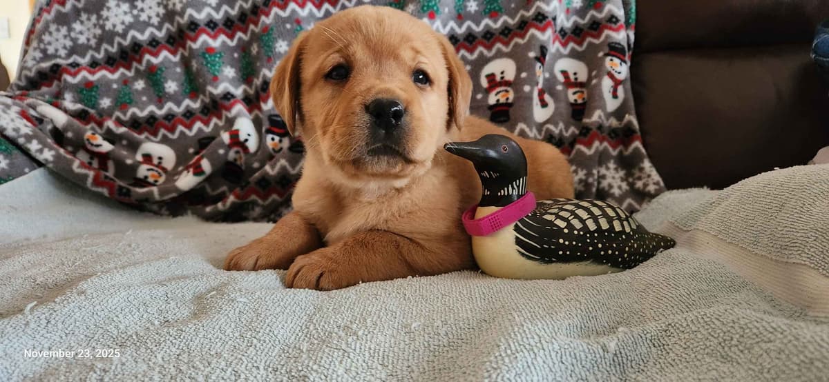 Labrador Retriever Puppies breeder image 13