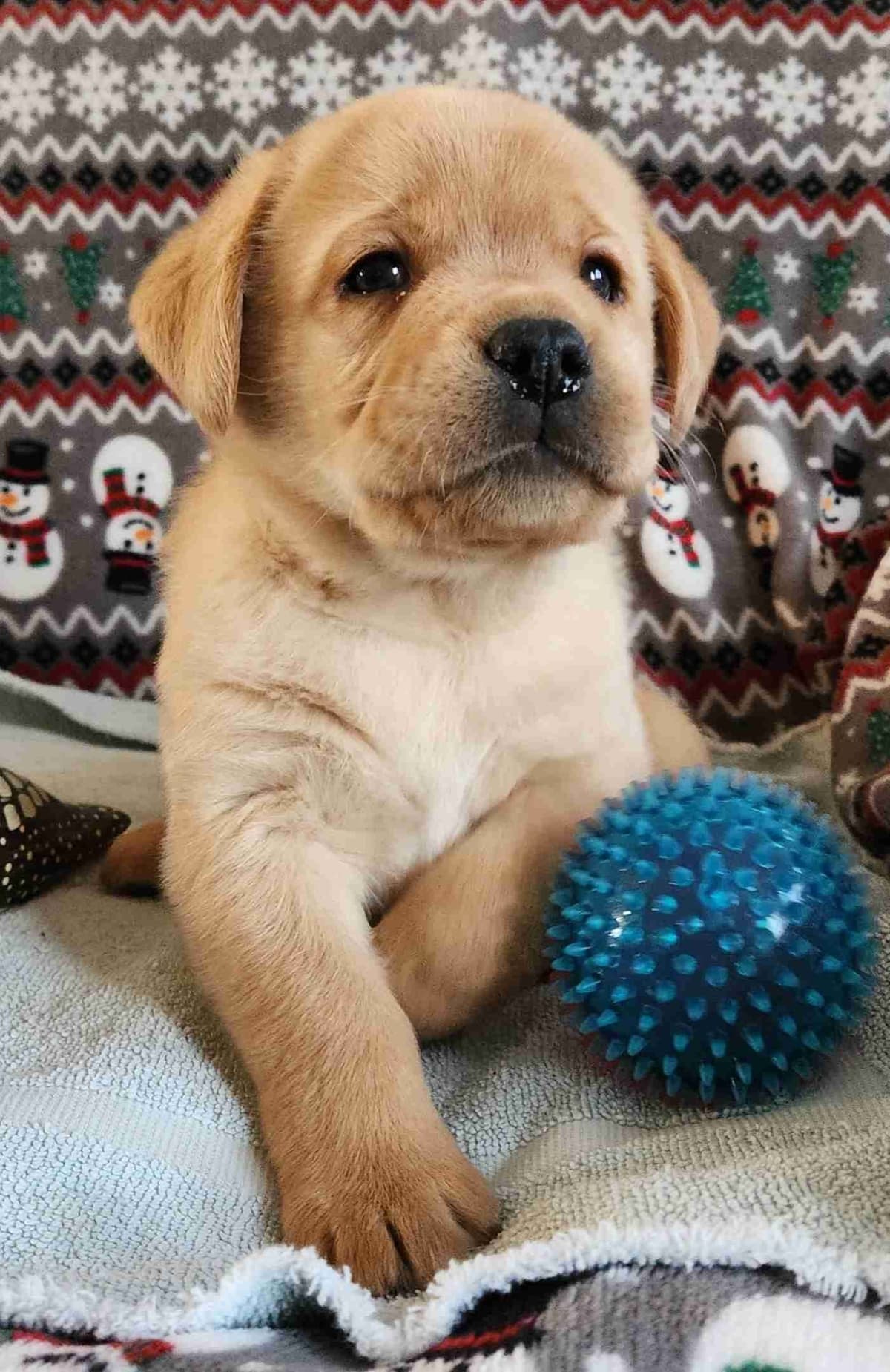 Labrador Retriever Puppies breeder image 14