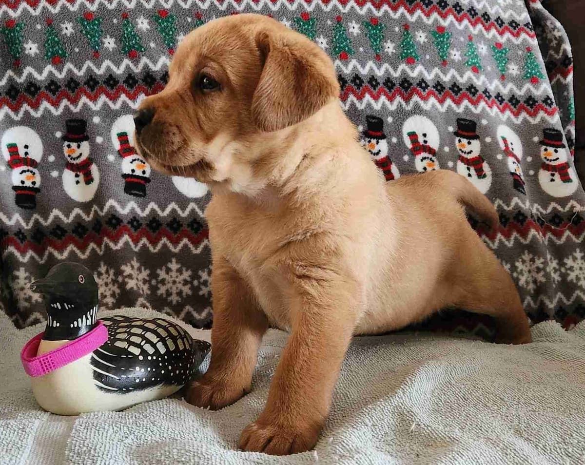 Labrador Retriever Puppies breeder image 16