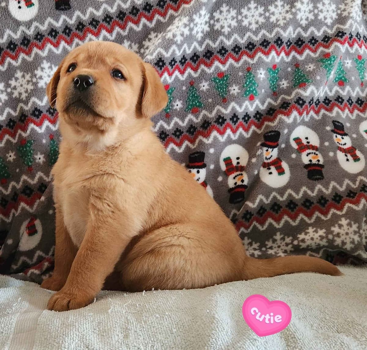 Labrador Retriever Puppies breeder image 15
