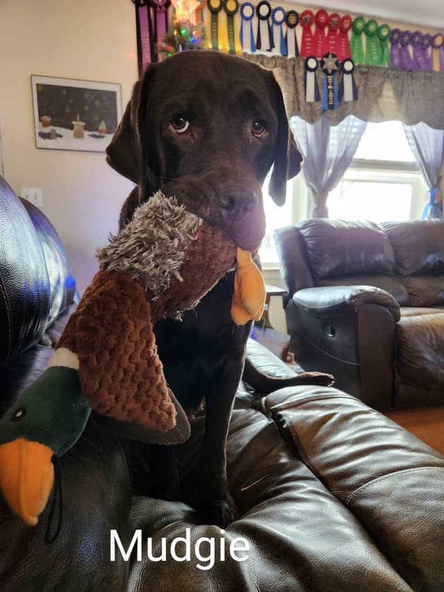 Labrador Retriever Puppies media 2