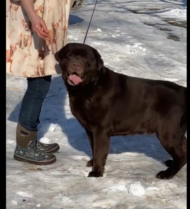 Labrador Retriever Puppies media 3