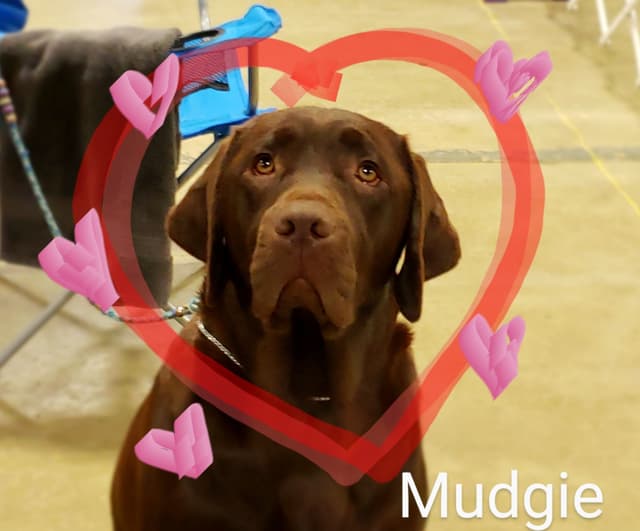 Labrador Retriever Puppies media 6