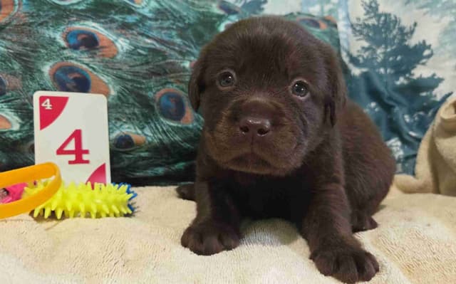 Labrador Retriever Puppies media 8