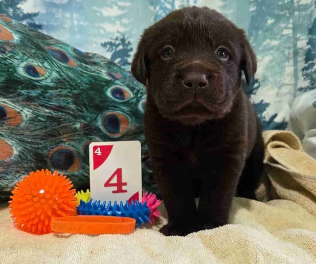 Labrador Retriever Puppies media 9