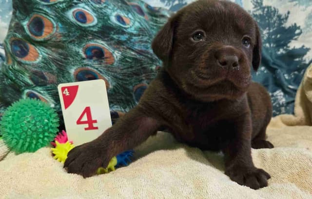 Labrador Retriever Puppies media 11