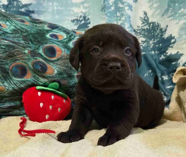 Labrador Retriever Puppies media 10