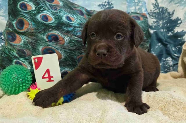 Labrador Retriever Puppies media 12