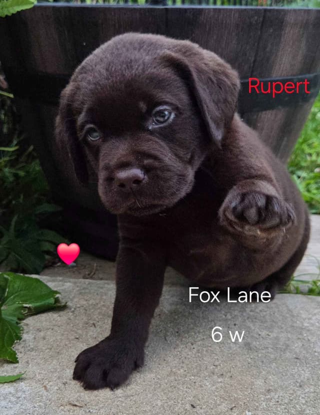Labrador Retriever Puppies media 16
