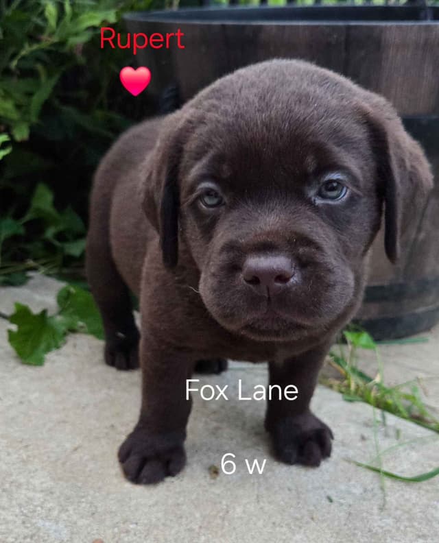 Labrador Retriever Puppies media 19