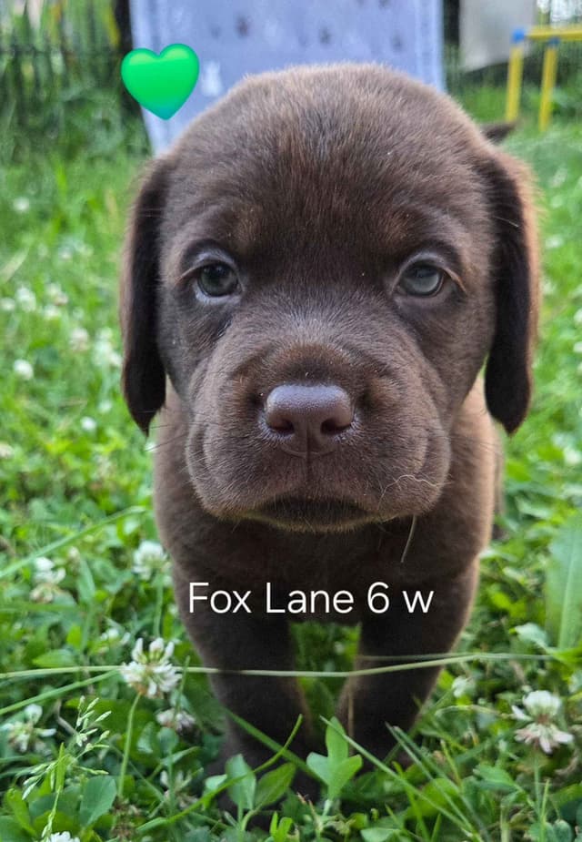 Labrador Retriever Puppies media 17
