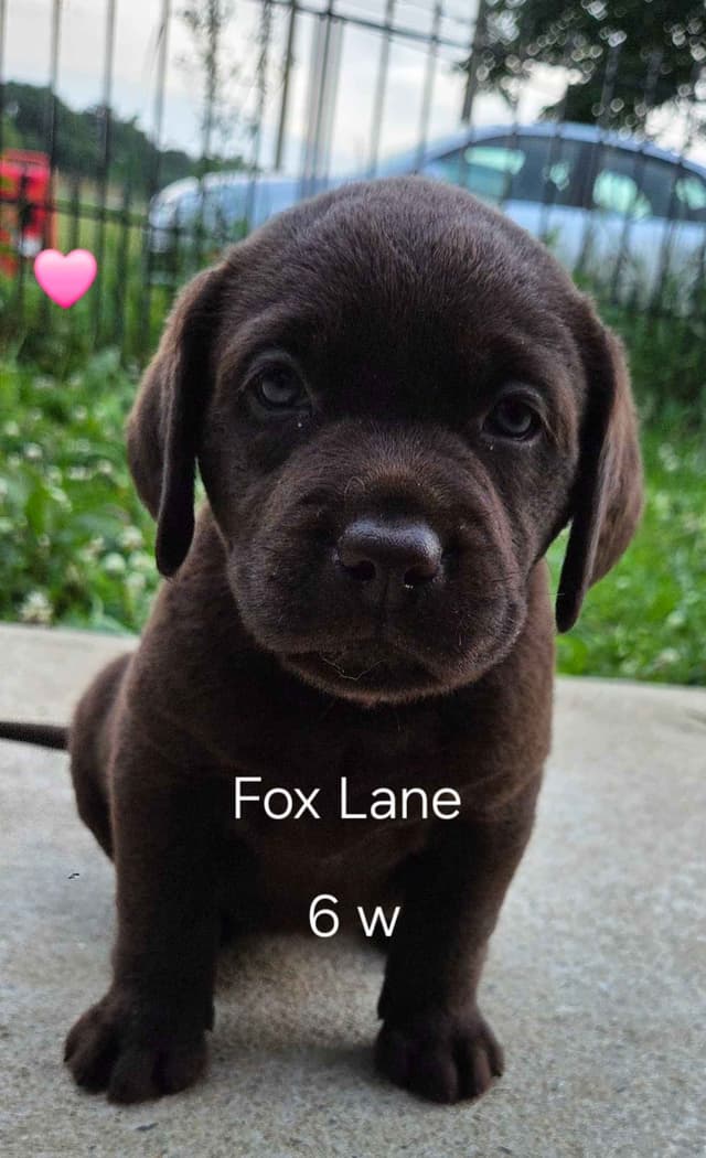 Labrador Retriever Puppies media 20