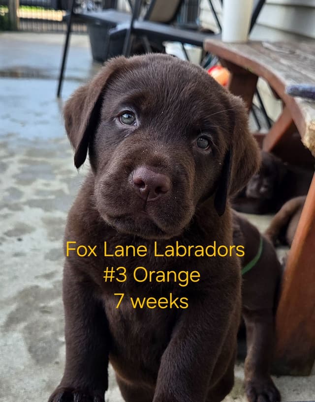 Labrador Retriever Puppies media 21