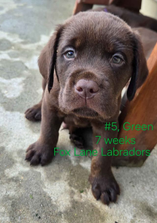Labrador Retriever Puppies media 22