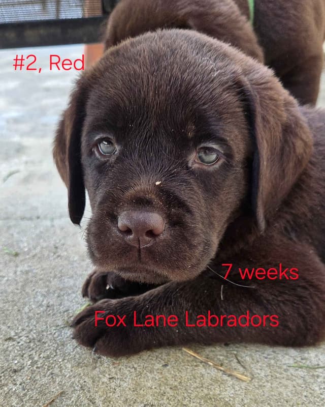 Labrador Retriever Puppies media 24