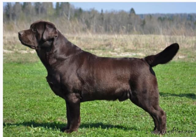 Labrador Retriever Puppies media 23