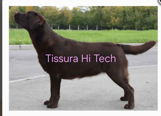 Labrador Retriever Puppies media 25