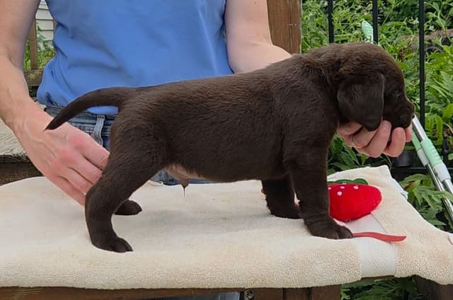 Labrador Retriever Puppies media 26