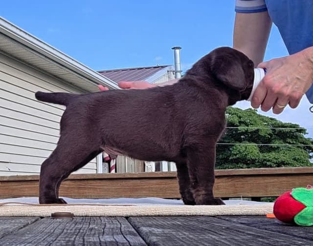Labrador Retriever Puppies media 27