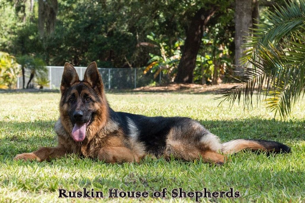 German Shepherd Dog Puppies breeder image 1