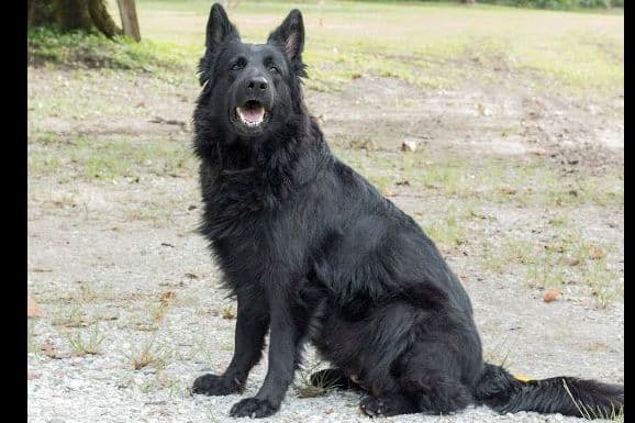 German Shepherd Dog Puppies breeder image 8