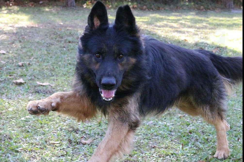 German Shepherd Dog Puppies breeder image 7