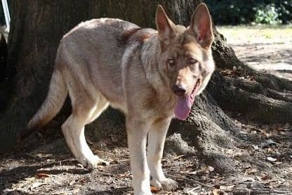 German Shepherd Dog Puppies breeder image 6