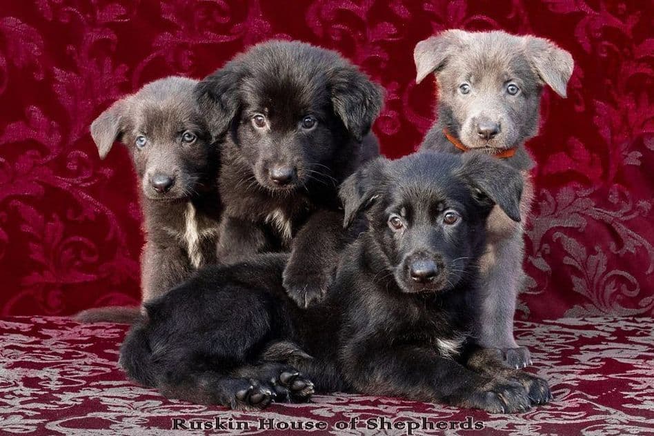 German Shepherd Dog Puppies breeder image 5