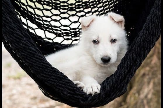 German Shepherd Dog Puppies breeder image 4