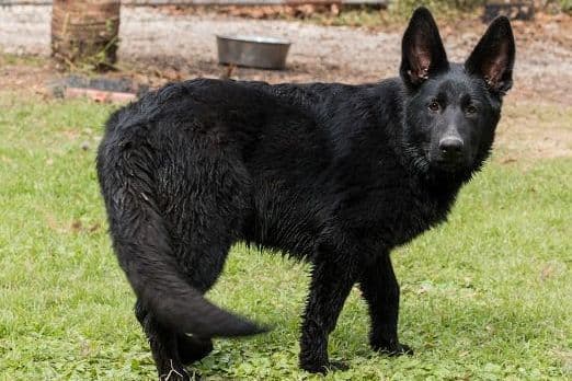 German Shepherd Dog Puppies breeder image 3