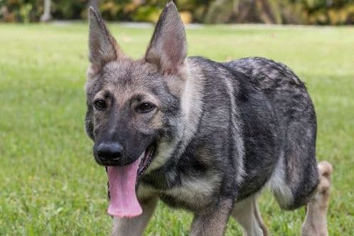 German Shepherd Dog Puppies breeder image 2
