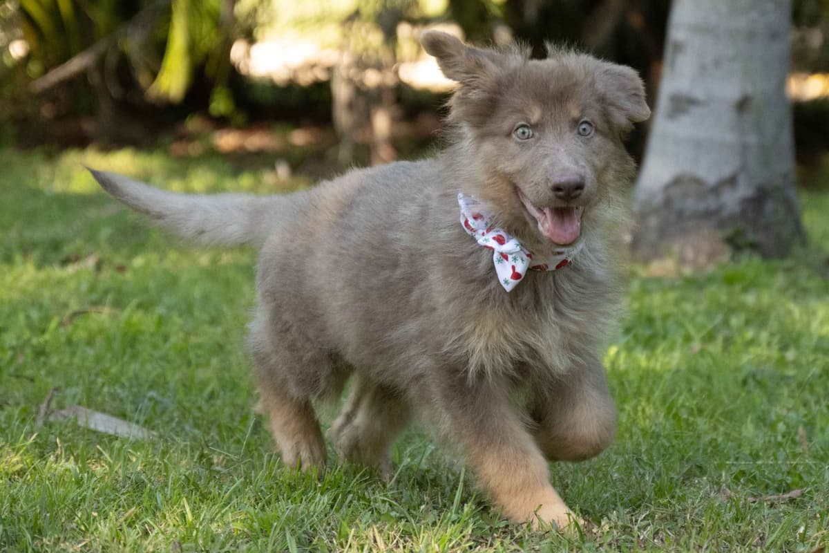 German Shepherd Dog Puppies breeder image 9