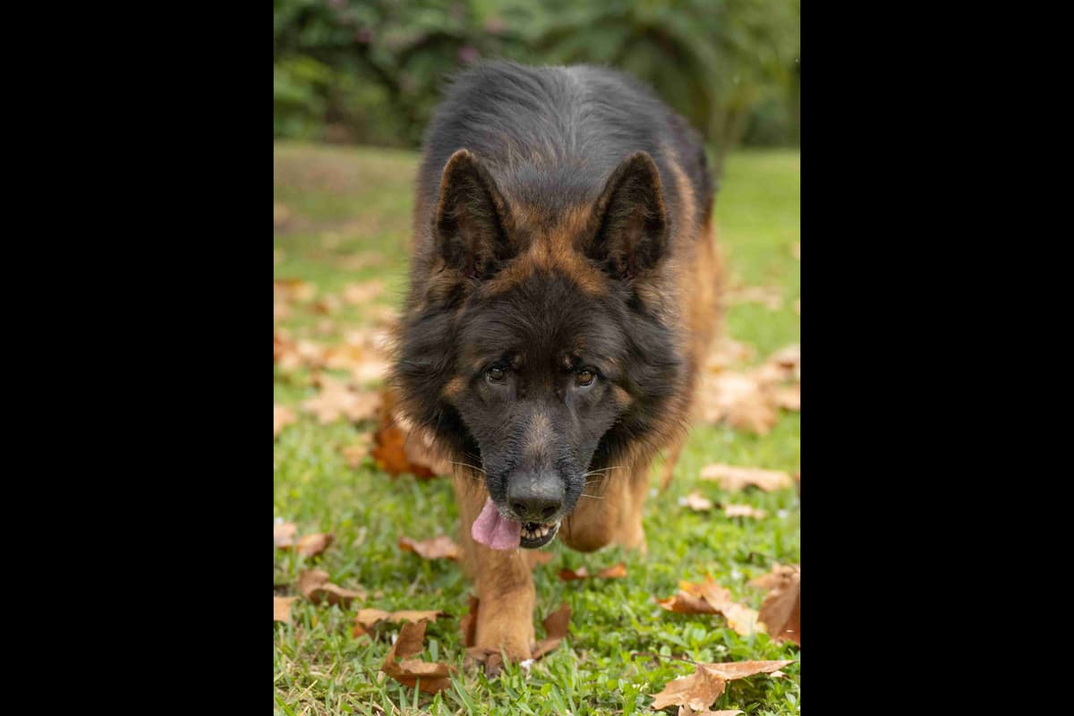 German Shepherd Dog Puppies breeder image 11