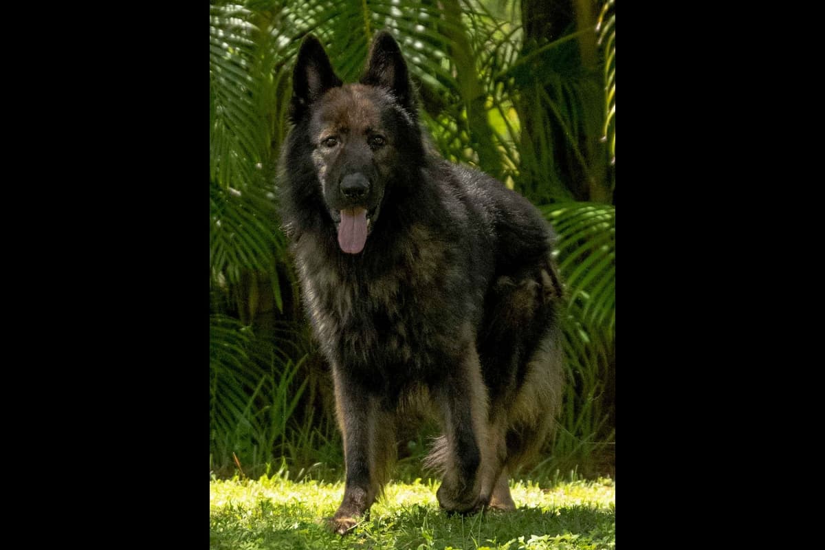 German Shepherd Dog Puppies breeder image 12