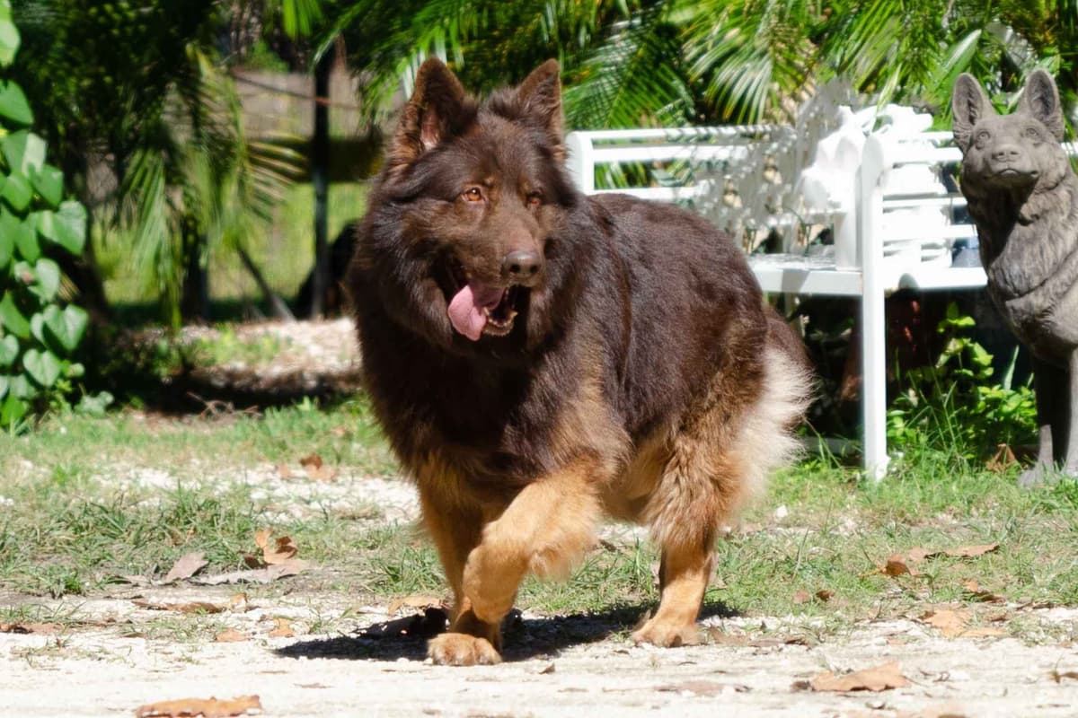 German Shepherd Dog Puppies breeder image 13