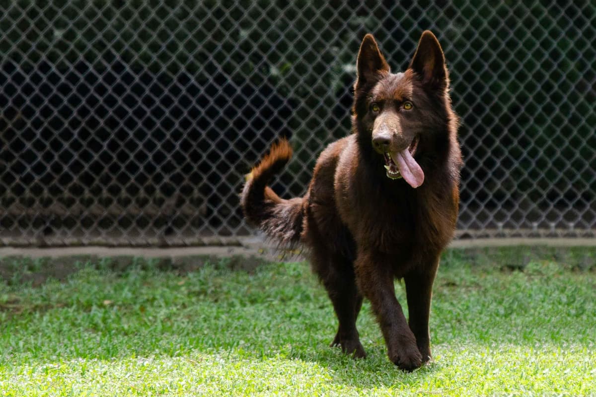 German Shepherd Dog Puppies breeder image 15