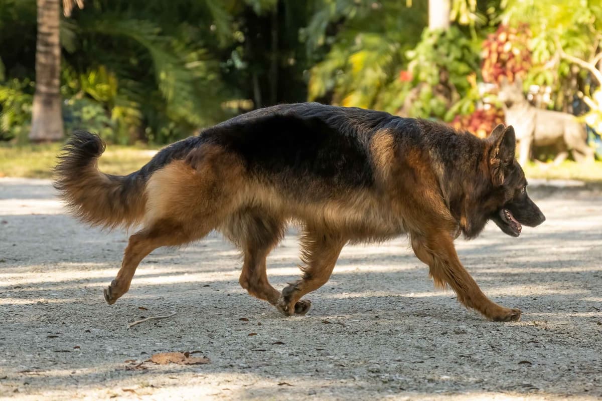 German Shepherd Dog Puppies breeder image 16