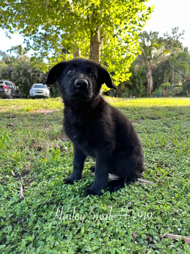 German Shepherd Dog Puppies media 2