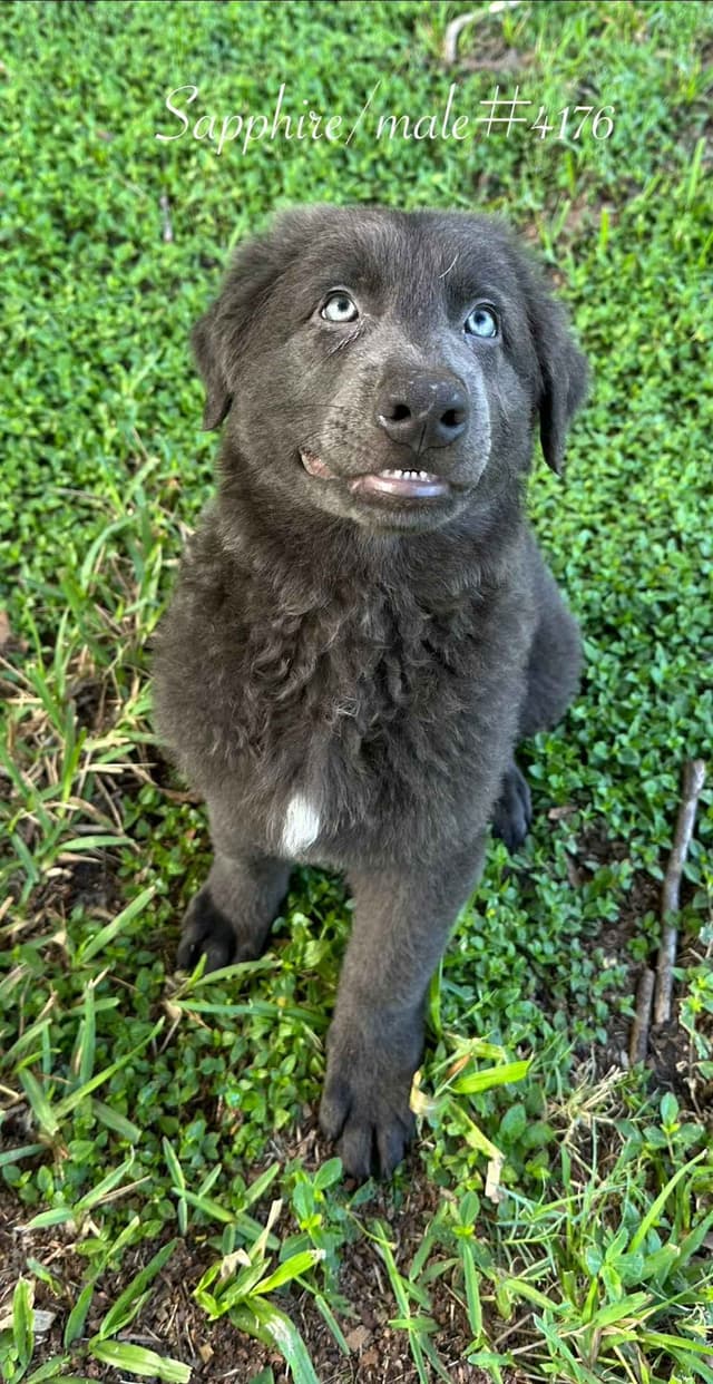 German Shepherd Dog Puppies media 4