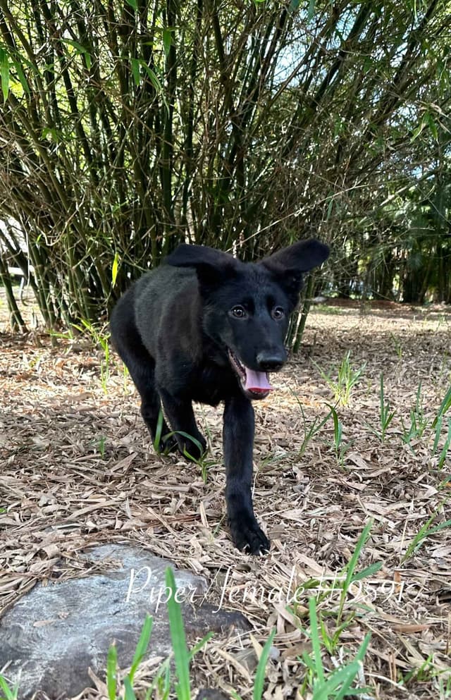 German Shepherd Dog Puppies media 3