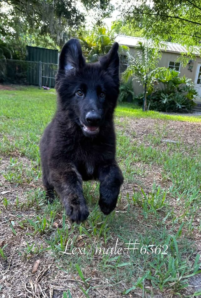 German Shepherd Dog Puppies media 4