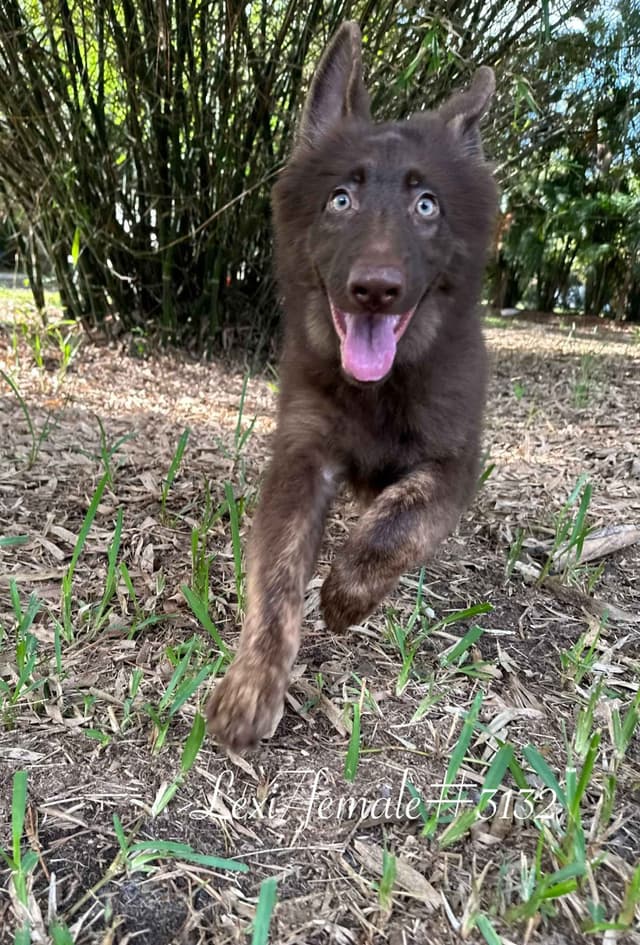 German Shepherd Dog Puppies media 3