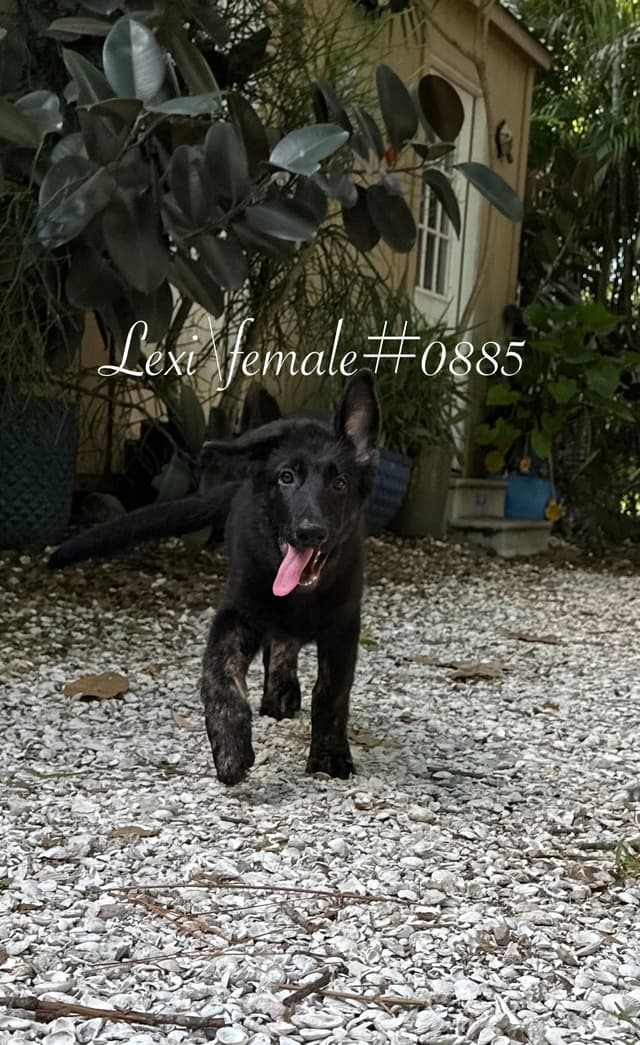 German Shepherd Dog Puppies media 2