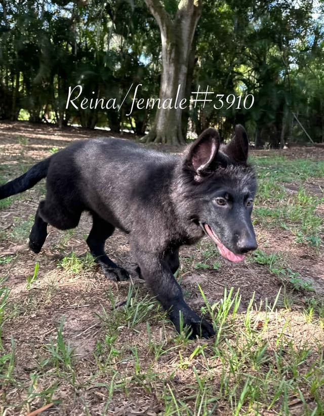 German Shepherd Dog Puppies media 3